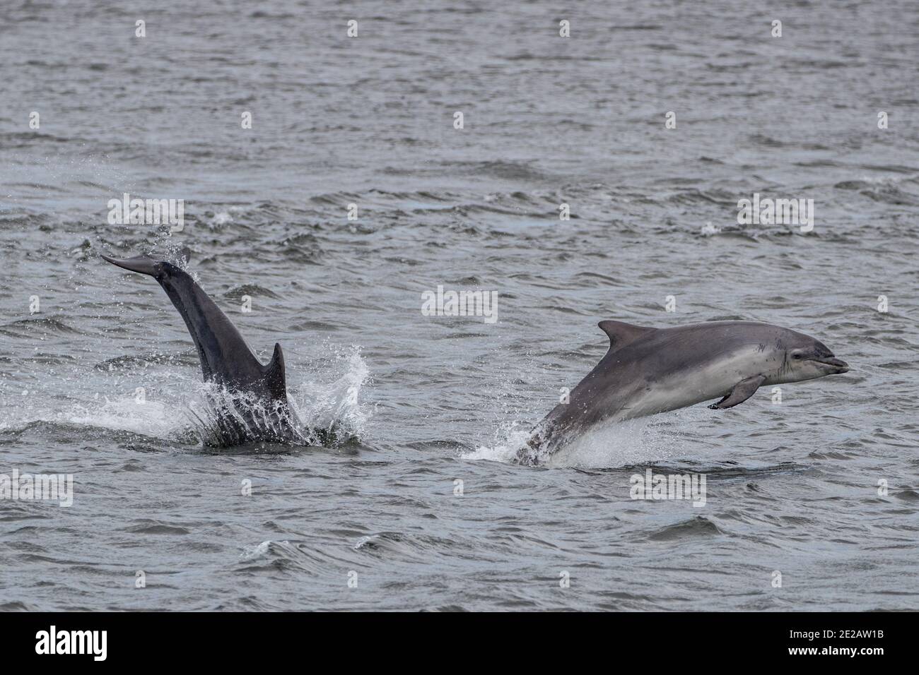 Madre & vitello delfini tursiopi (Tursiops troncati) del Moray Firth nelle Highlands scozzesi. Foto Stock