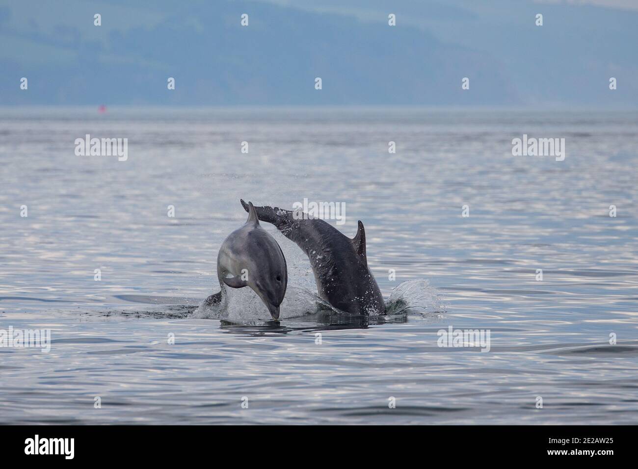 Madre & vitello delfini tursiopi (Tursiops troncati) del Moray Firth nelle Highlands scozzesi. Foto Stock