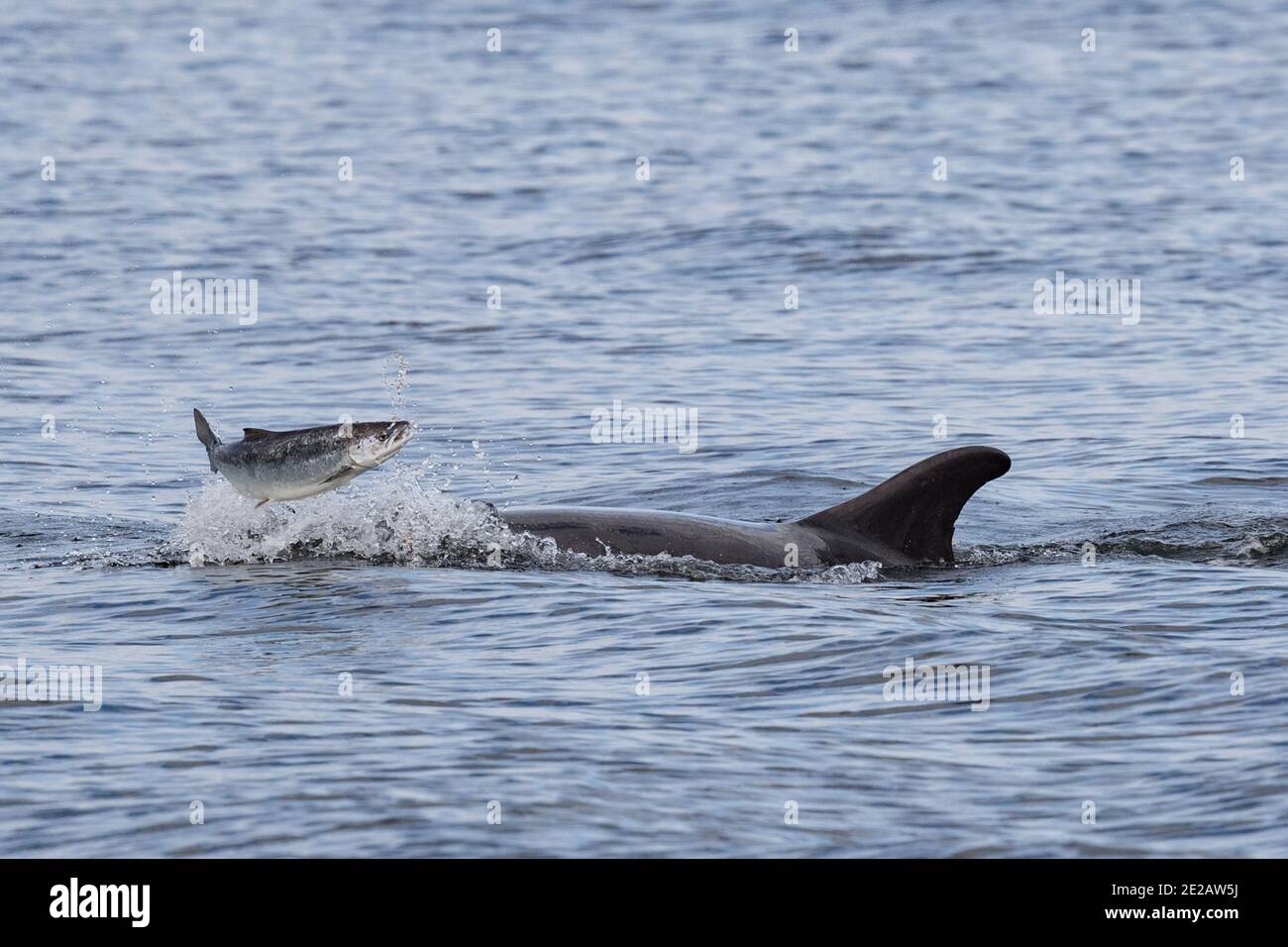 Delfini tursiopi (Tursiops tronca) che si festeggiano sul salmone Atlantico selvaggio nel Moray Firth nelle Highlands scozzesi. Foto Stock