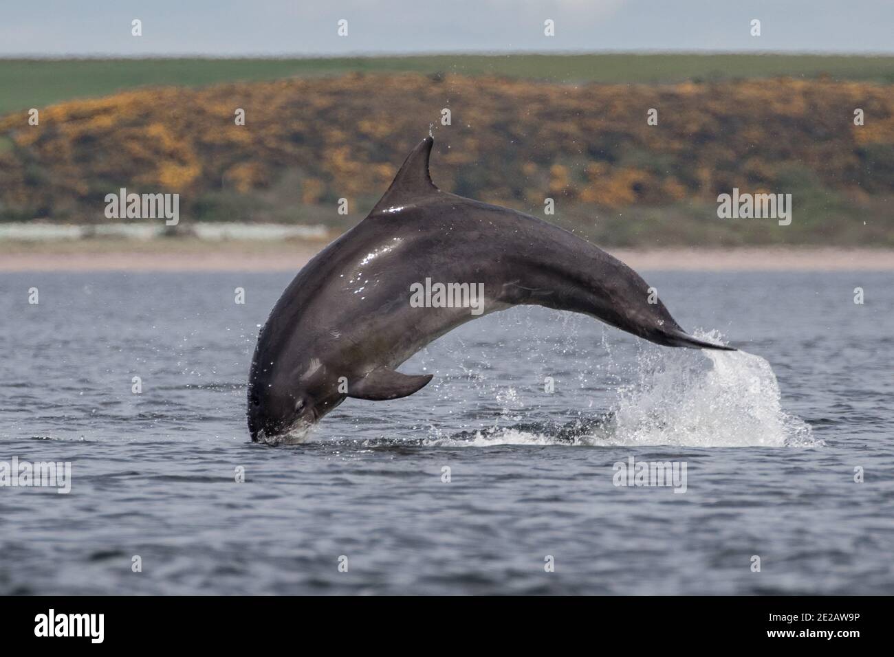 Bracconaggio dei delfini tursiopi (Tursiops tronca) nelle acque del Moray Firth nelle Highlands scozzesi. Foto Stock