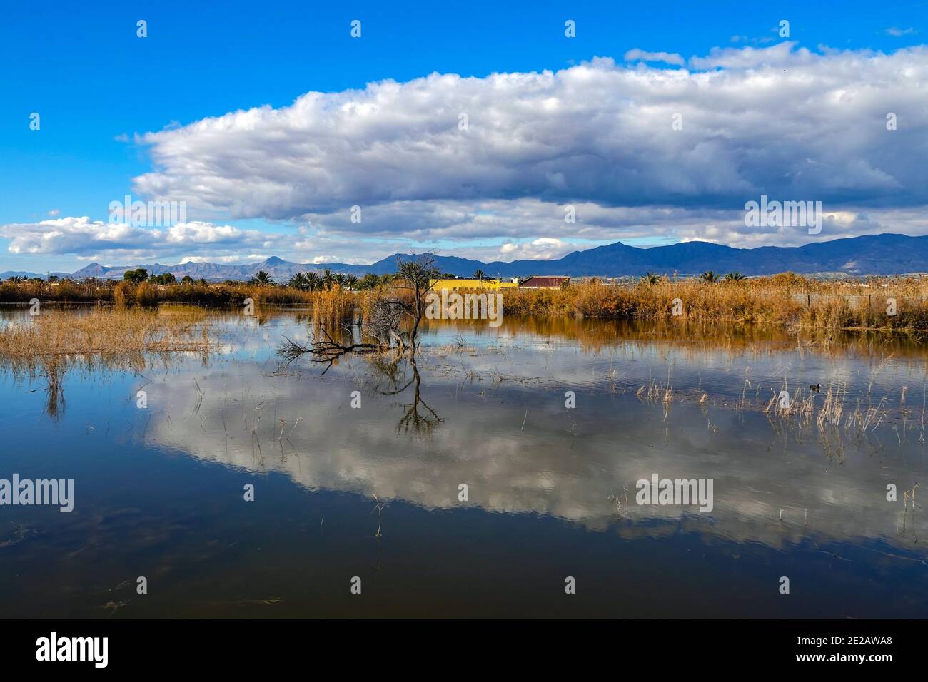 El Hondo de Elche, riserva naturale dei laghi e degli uccelli di Fondo de Elche, Costa Blanca, Spagna Foto Stock