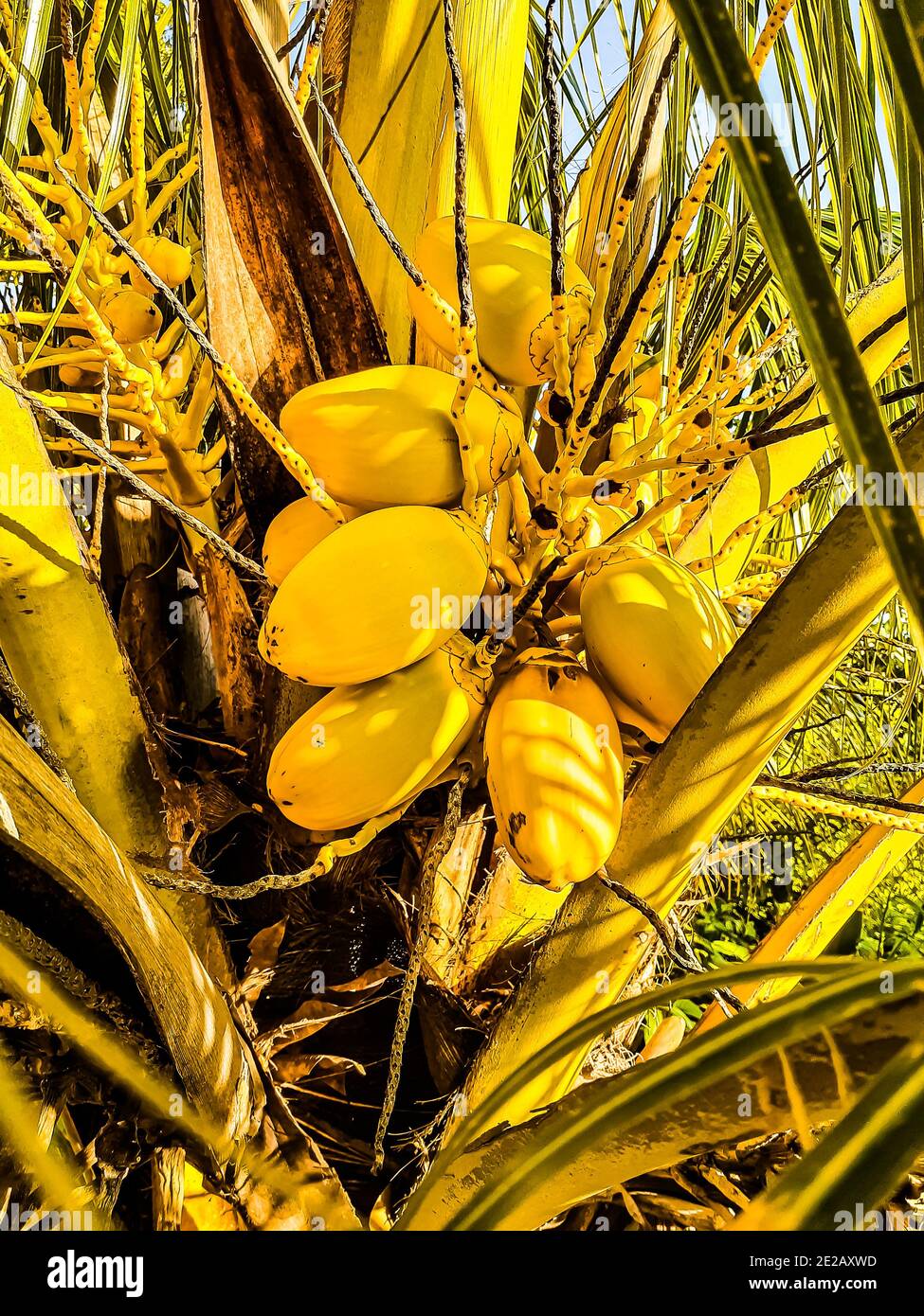 Immagine verticale di una palma tropicale con noci di cocco gialle Foto Stock