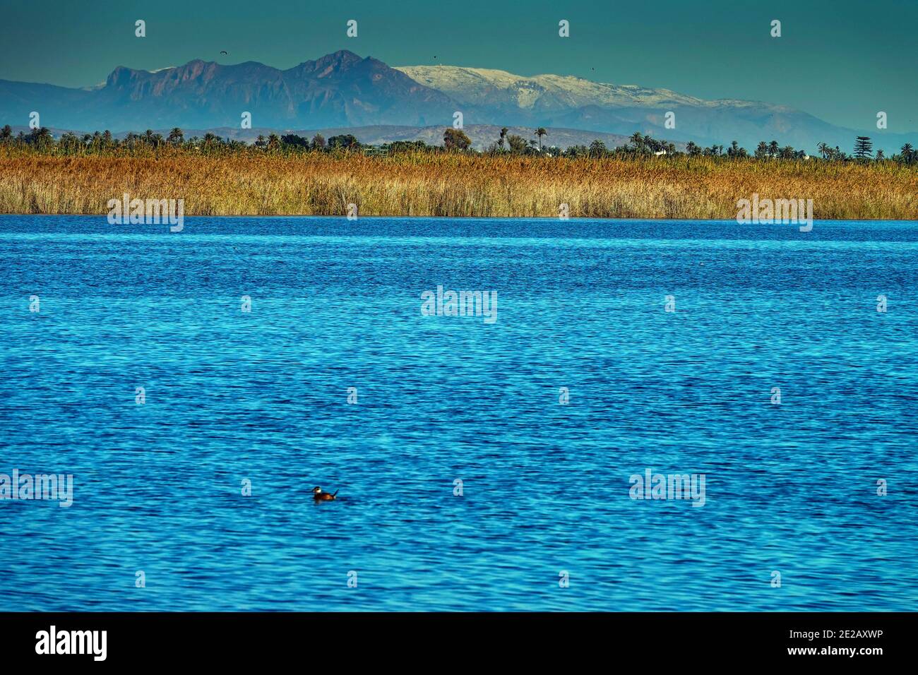 Anatra a testa bianca e montagne innevate della Sierra Aitana fromEl Hondo de Elche, lago di fondo de Elche e riserva naturale di uccelli, Costa Blanca, Spagna Foto Stock