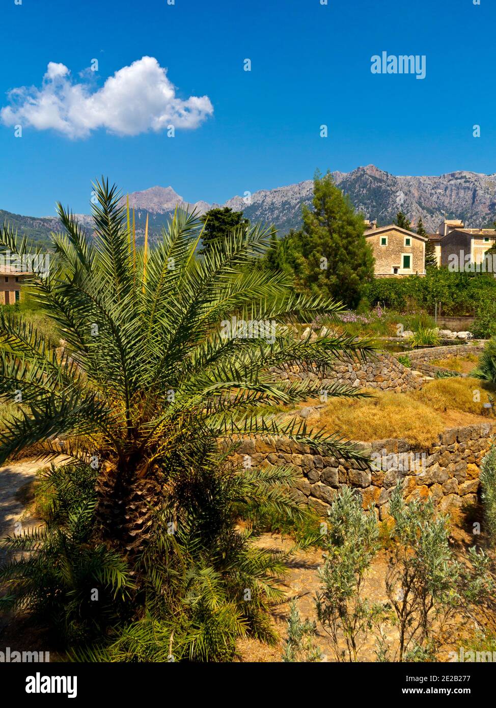 Piante nel Jardin Botanico de Soller una collezione di Piante del Mediterraneo e delle Baleari a Soller Mallorca Spagna fondata nel 1985 Foto Stock