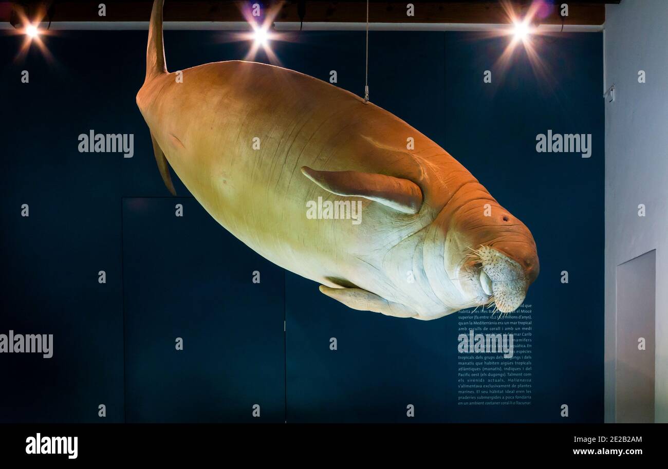 Vista interna delle mostre al Museu Balear de Ciencies Naturals o al Museo di Scienze naturali a Soller Mallorca Isole Baleari Spagna. Foto Stock