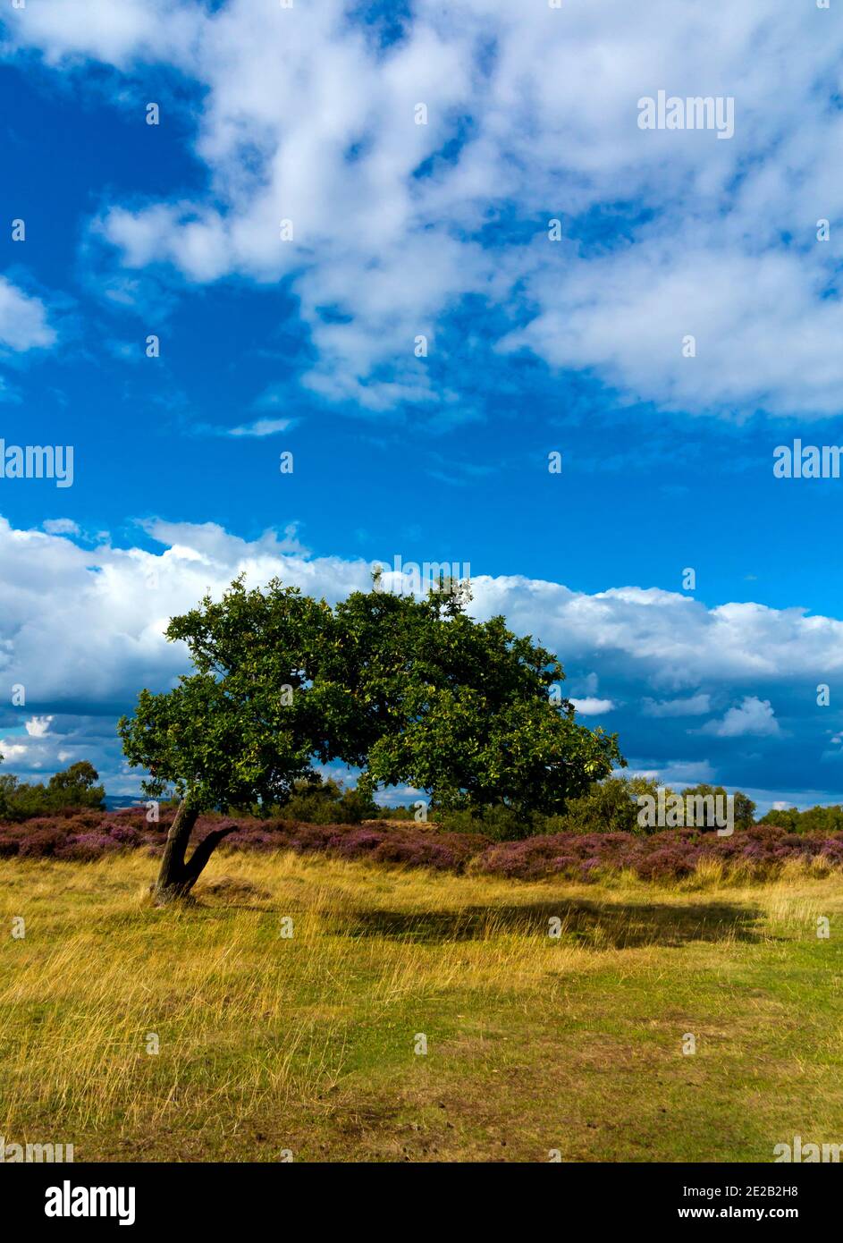 Vento albero piegato in tarda estate con erica dietro Stanton Moor nel Peak District National Park Derbyshire Dales Inghilterra Regno Unito Foto Stock