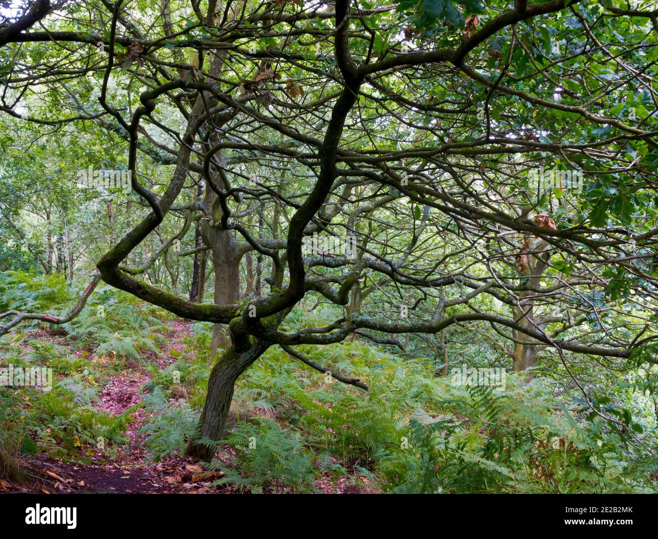 Piccolo albero in bosco con rami ritorti. Foto Stock