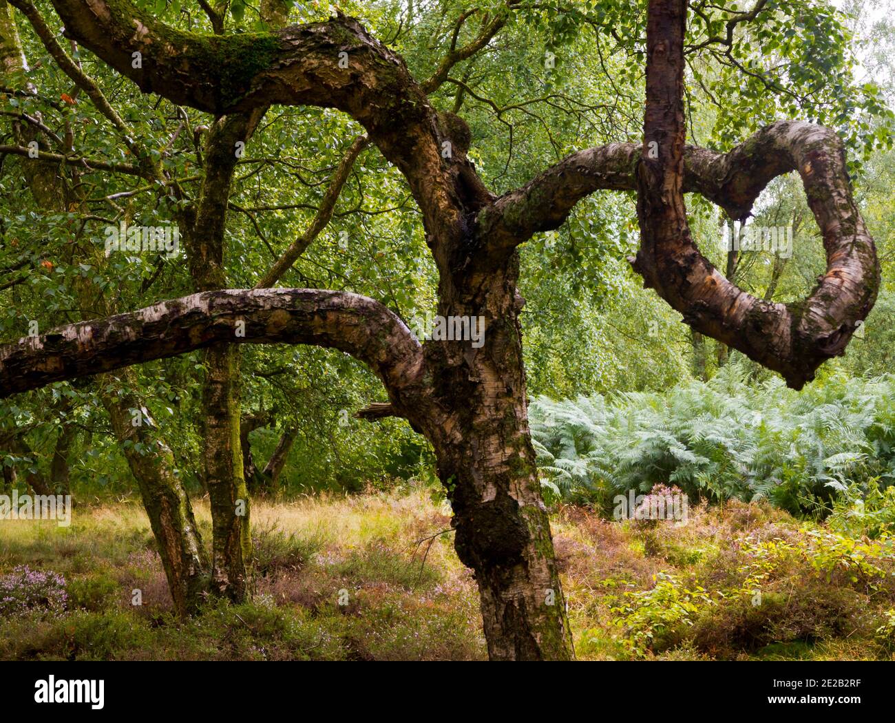 Albero in bosco con rami intrecciati in una forma di cuore d'amore. Foto Stock
