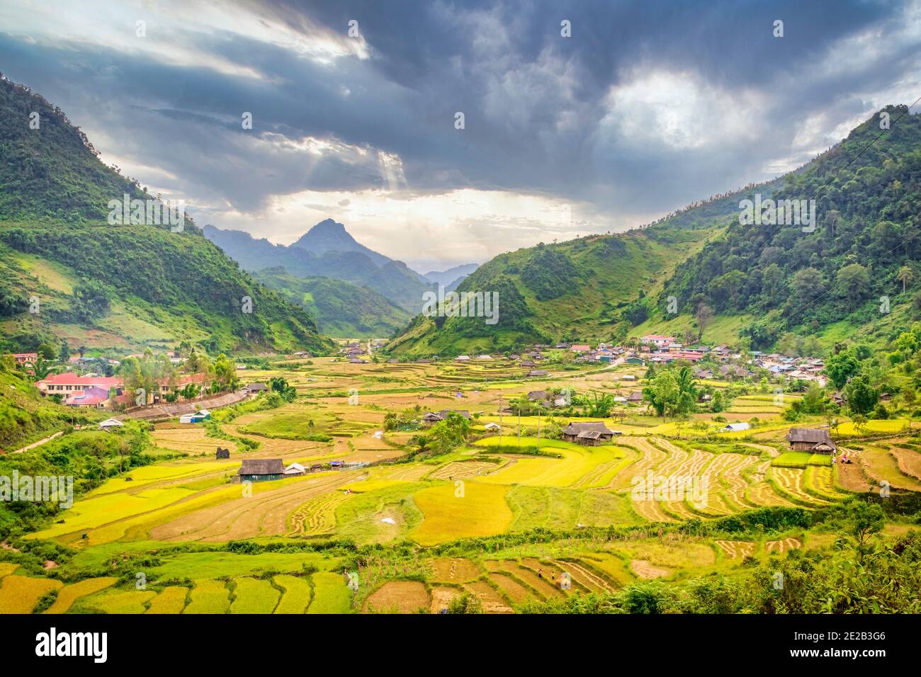 Stagione del riso d'oro in una piccola città del nord-ovest Regione del Vietnam Foto Stock