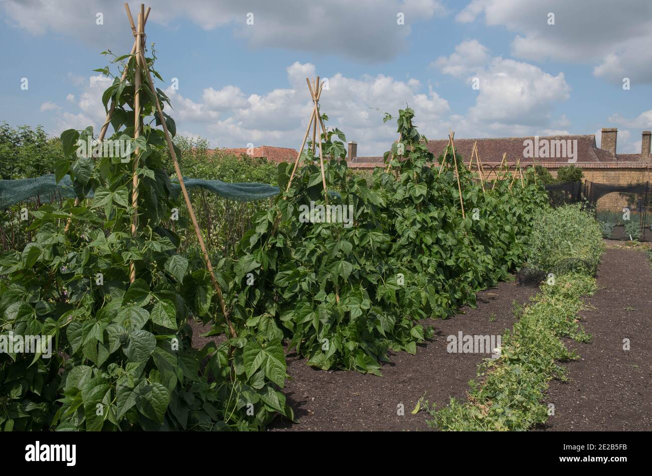 Home coltivato patrimonio biologico Arrampicata fagioli verdi francesi (Phaseolus vulgaris) Trailing sopra un bambù cane Wigwam su un Allootment in Un orto Foto Stock