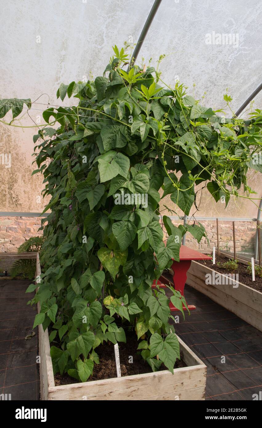 Home coltivato biologico Arrampicata fagioli francesi 'Blauhilde' (Phaseolus vulgaris) che crescono in un Polifunnel su un giardino vegetale in Devon, Inghilterra, UK. Foto Stock