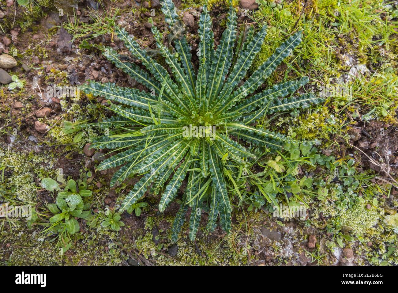 Dyer's Rocket (Reseda luteola) lunghe foglie lucide di verde scuro, fiorenti giugno/agosto. Herefordshire Regno Unito. Dicembre 2020 Foto Stock