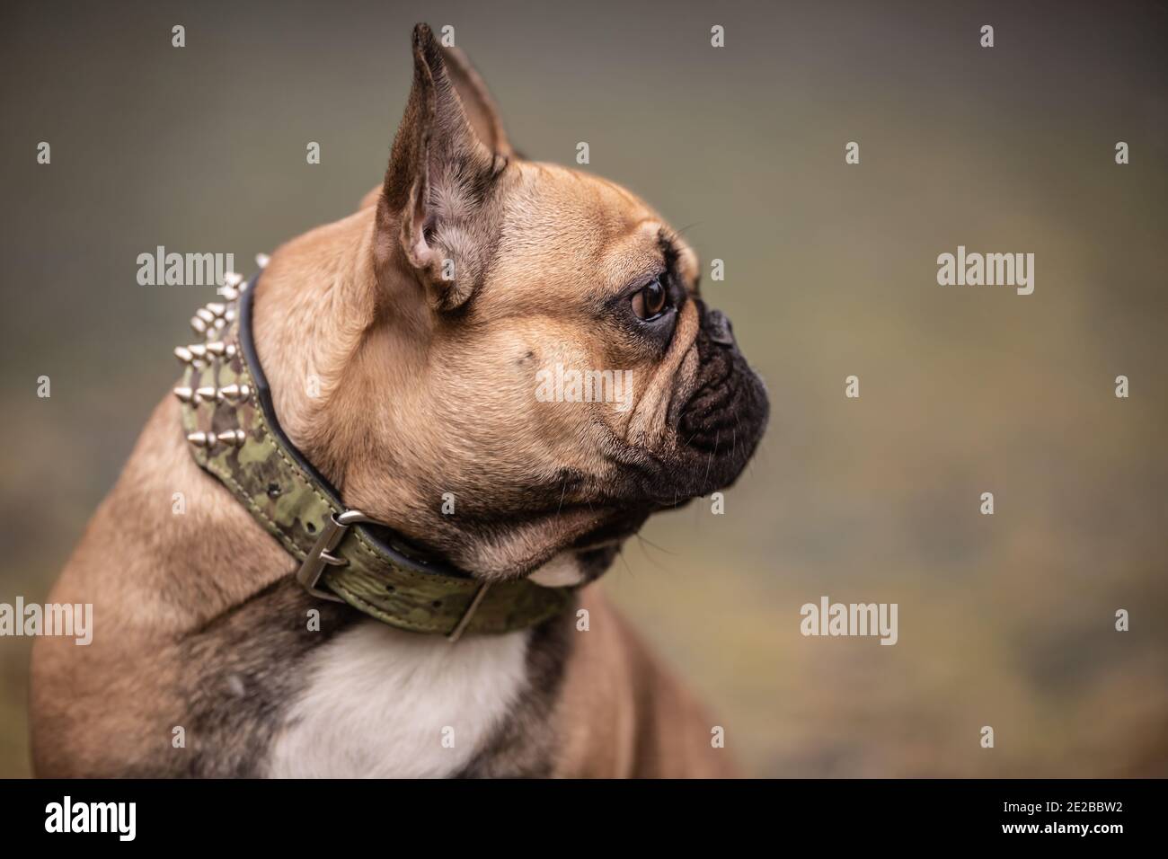 Dettaglio del bulldog francese marrone guardando da parte. Foto Stock