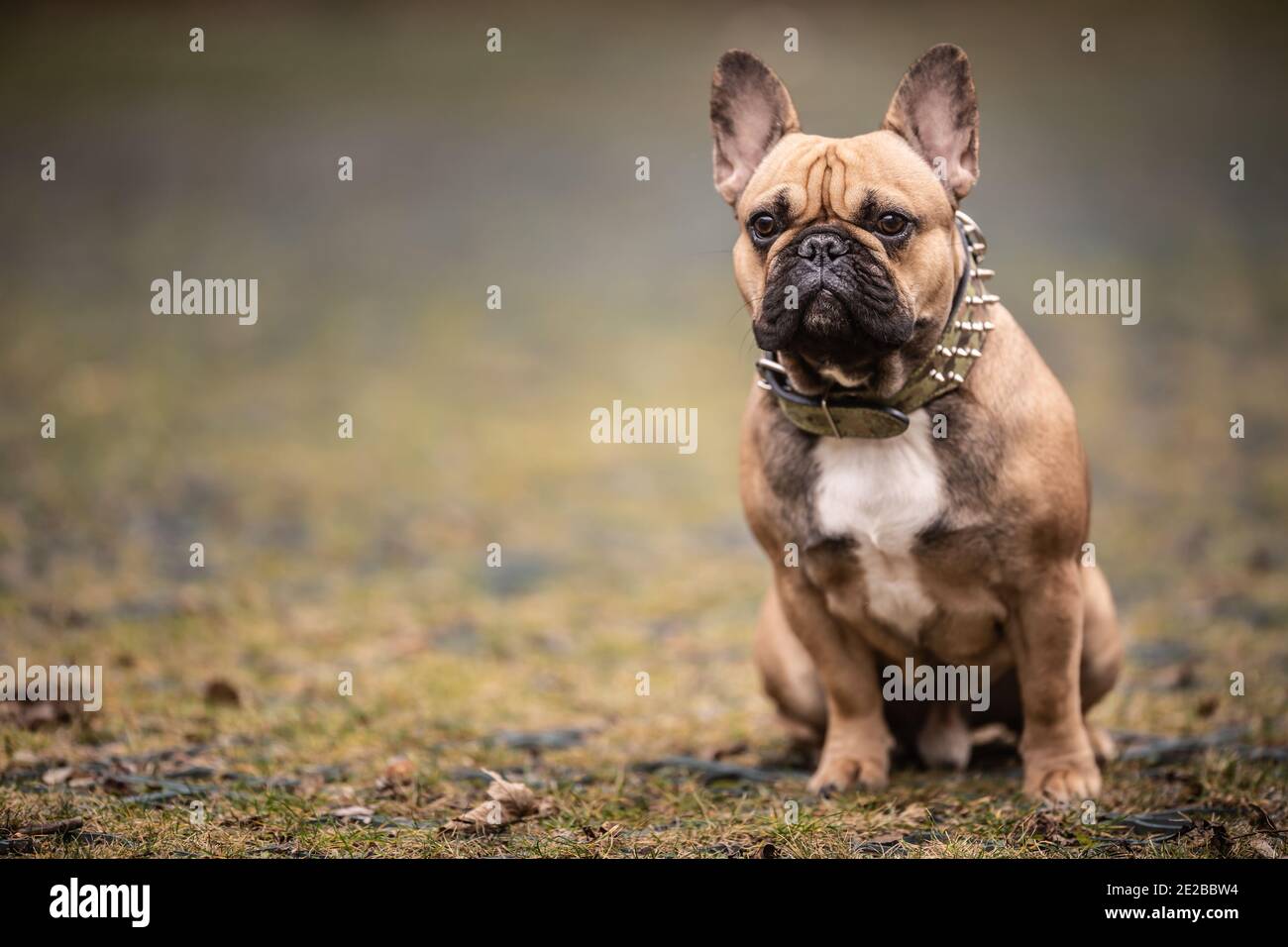 Il bulldog francese marrone si siede a terra con le sue orecchie in su. Foto Stock