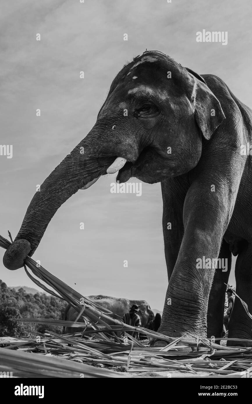 Elefanti asiatici Foto Stock