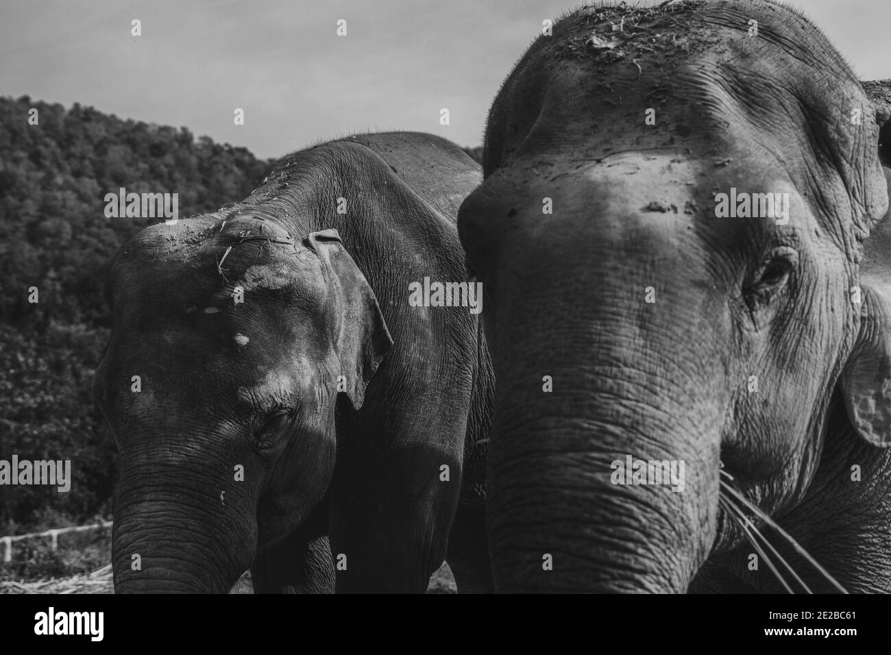Elefanti asiatici Foto Stock