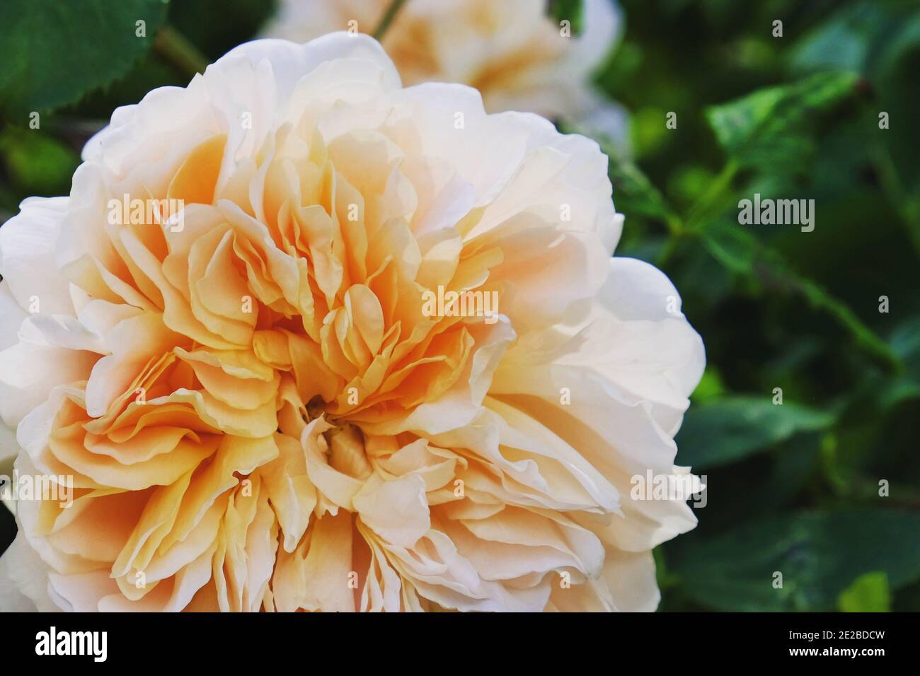 Rosa ‘Tea Clipper' rosa di pesca in fiore durante l'estate mesi Foto Stock