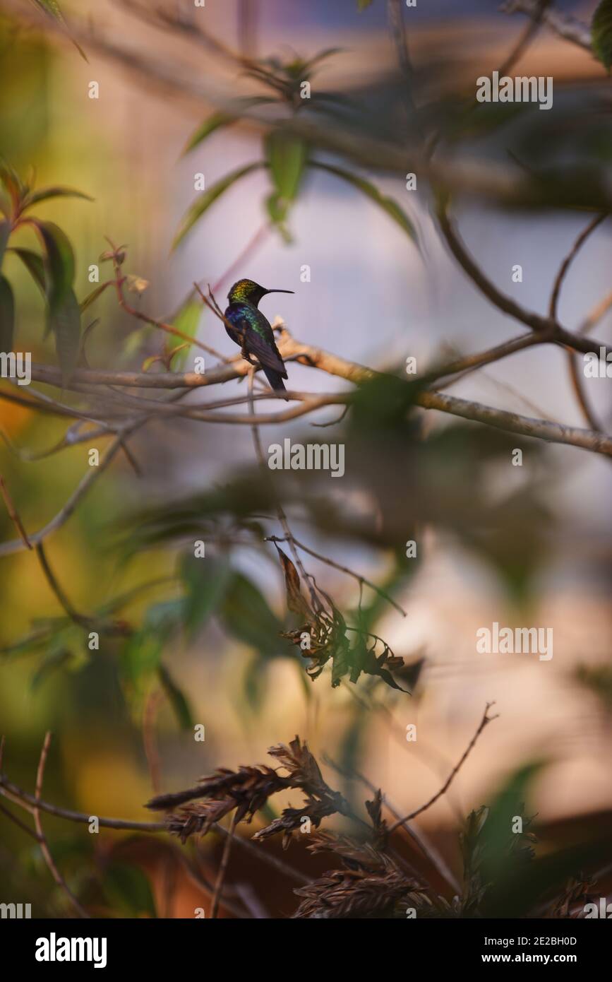 Hummingbird arroccato su un ramo di alberi in Sierra Nevada de Santa Marta, Colombia Foto Stock