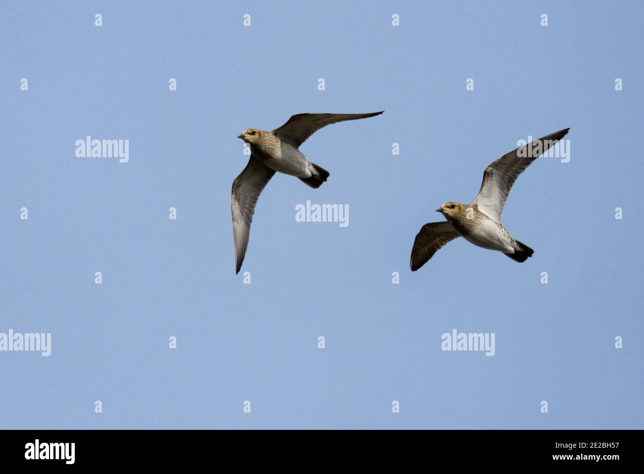 Golden Plovers, Pluvialis albicaria, in volo alla RSPB's Otmoor Reserve, Oxfordshire, 22 febbraio 2020. Foto Stock