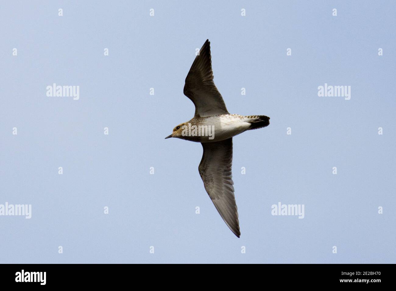 Golden Plover, Pluvialis albicaria, in volo alla RSPB's Otmoor Reserve, Oxfordshire, 22 febbraio 2020. Foto Stock