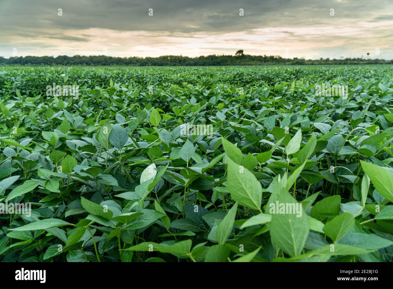 Primo piano di foglie di soia e piante in una piantagione di soia nella foresta amazzonica. Concetto di ecologia, monocultura, conservazione, deforestazione. Foto Stock