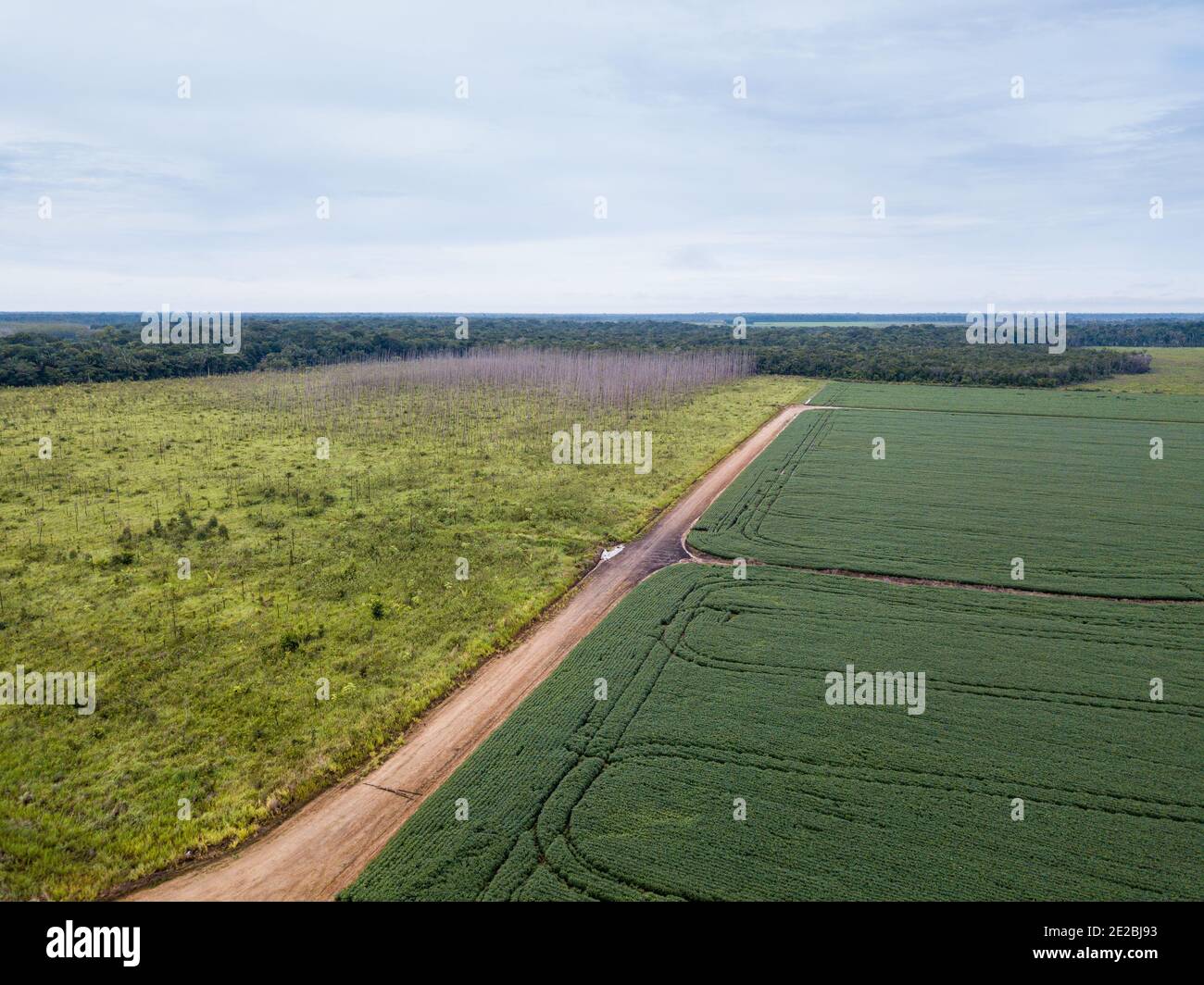 Vista aerea dei droni della piantagione di soia nella fattoria di soia, strada sterrata e area di deforestazione nella foresta amazzonica, Brasile. Concetto di ecologia, conservazione. Foto Stock