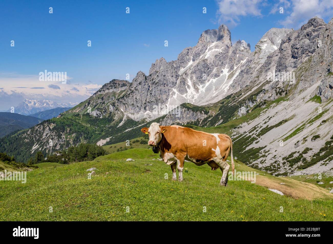 Mucca e montagna alpina Große Bischofsmütze / Bischofsmuetze nella catena del Gosaukamm dei Monti Dachstein, alta Stiria / Steiermark, Austria Foto Stock