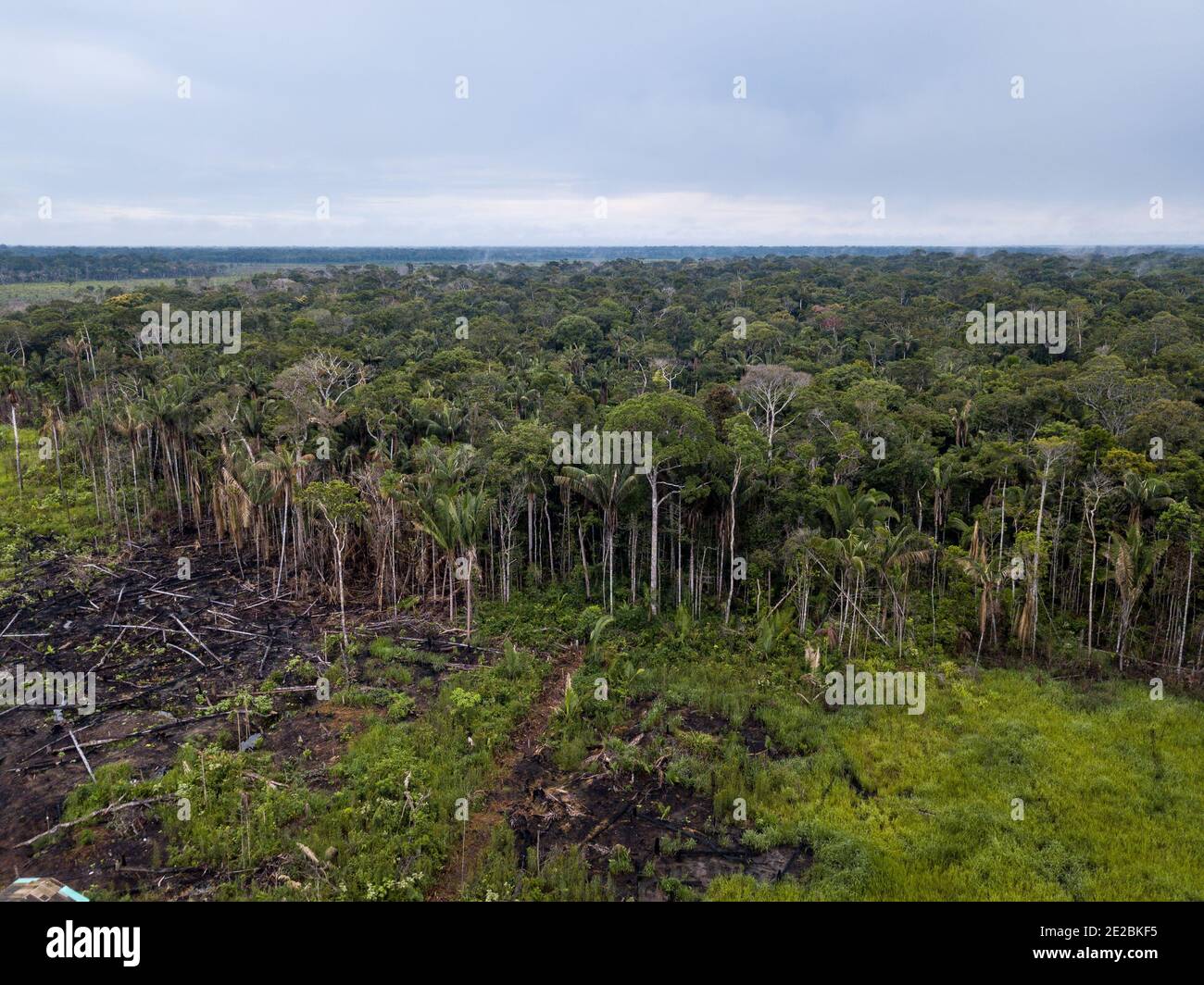Drone vista aerea della deforestazione brucia prato in allevamento di bestiame pascolo nella foresta amazzonica, Brasile. Concetto di ecologia, conservazione, agricoltura. Foto Stock