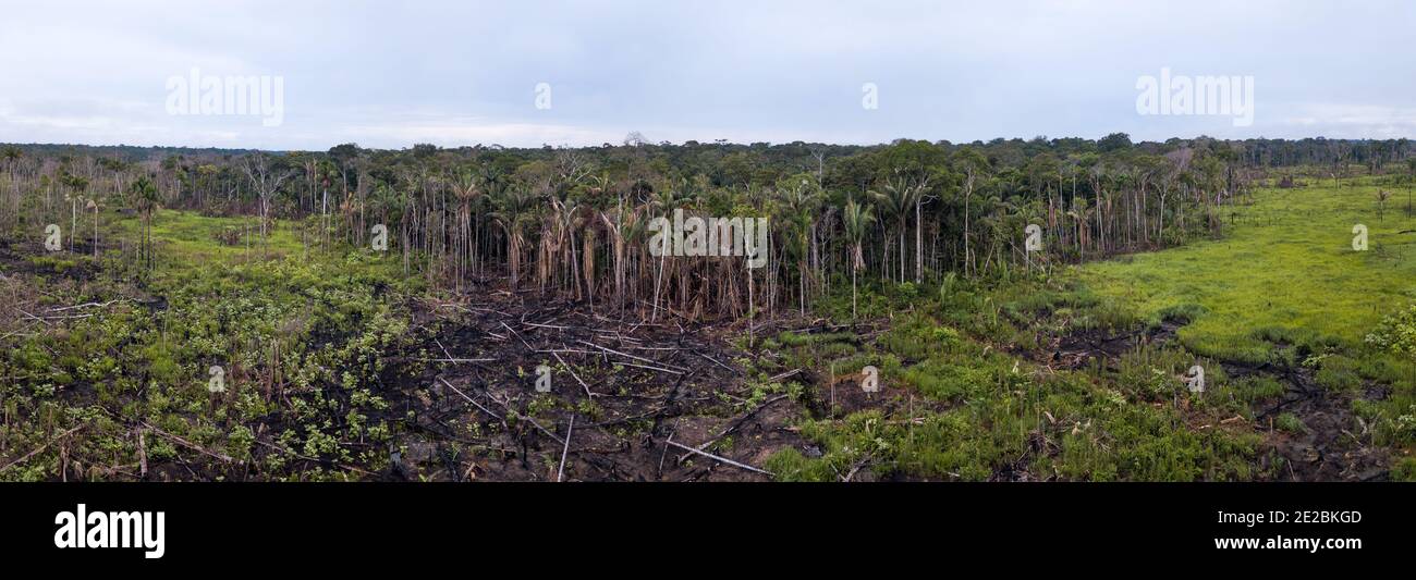 Vista panoramica aerea di alberi di prato ustionati nella fattoria di pascolo bestiame nella foresta amazzonica, Brasile. Concetto di ecologia, conservazione, deforestazione. Foto Stock