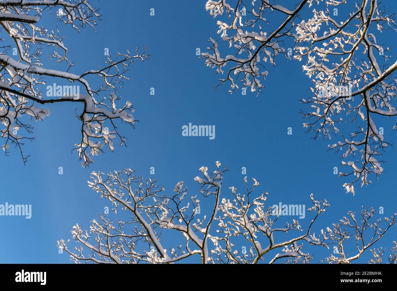 Neve sui rami di alberi Foto Stock