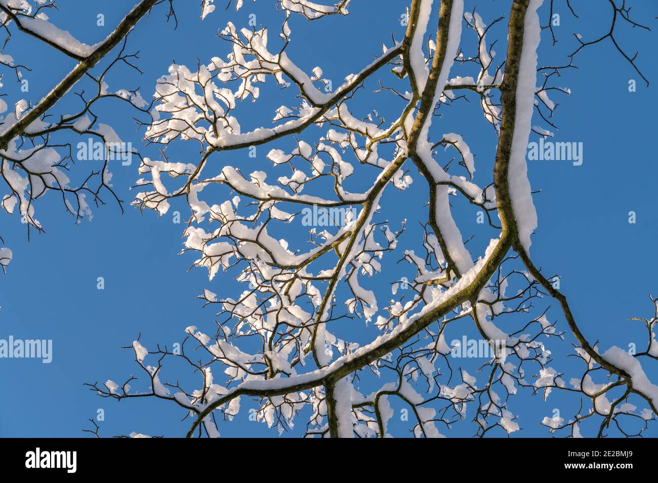 Neve sui rami di alberi Foto Stock