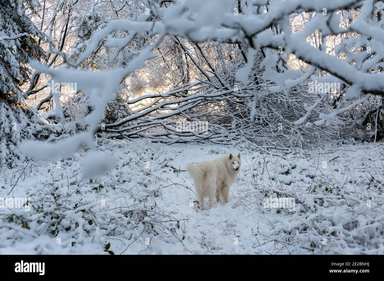 Cane Samoyed nella neve Foto Stock