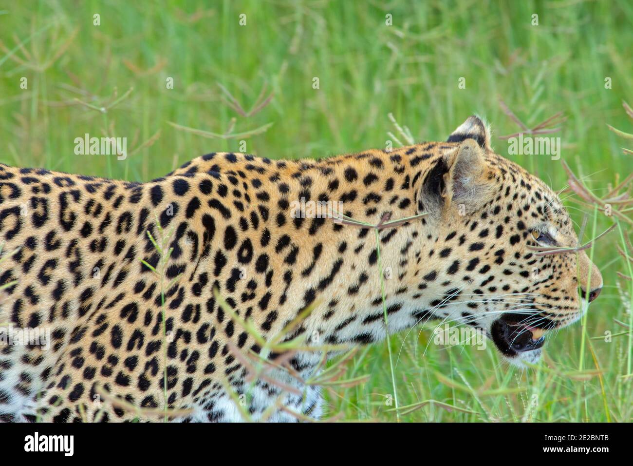 Leopardo (Panthera pardus). Singolo animale, in movimento, camminando con sicurezza, attraverso praterie, savana. Testa tenuta all'altezza di panicle semina erba. Foto Stock