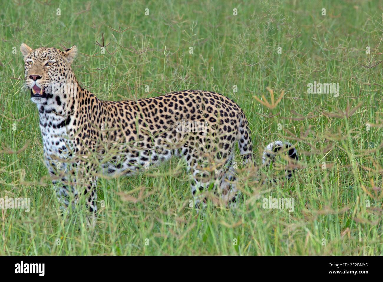 Leopardo (Panthera pardus). Singolo animale, in movimento, camminando con sicurezza, attraverso praterie, savana. Testa tenuta per guardare sopra l'altezza delle erbe. Foto Stock