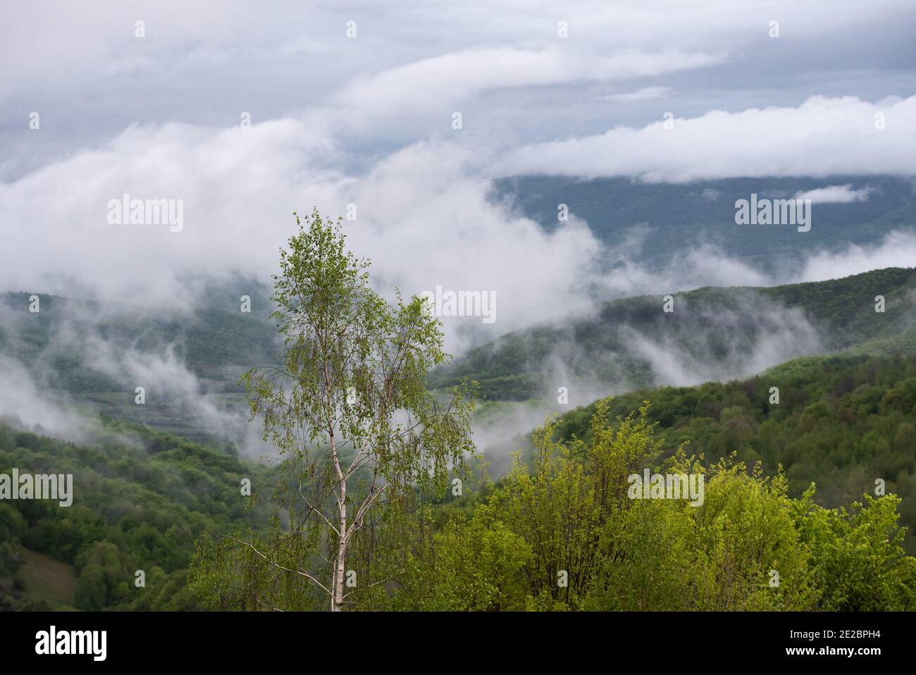 Paesaggio con nebbie primaverili in montagne boscose dopo la pioggia Foto Stock