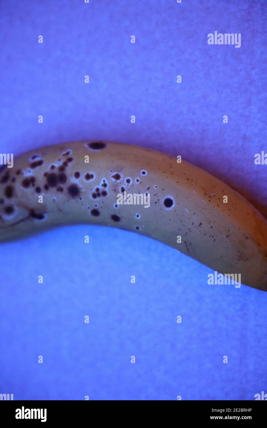 Dimostrazione che la radiazione ultravioletta (U-A) da una luce nera provoca la fluorescenza di banane mature; indicazione di maturazione (banana in luce ultravioletta) Foto Stock