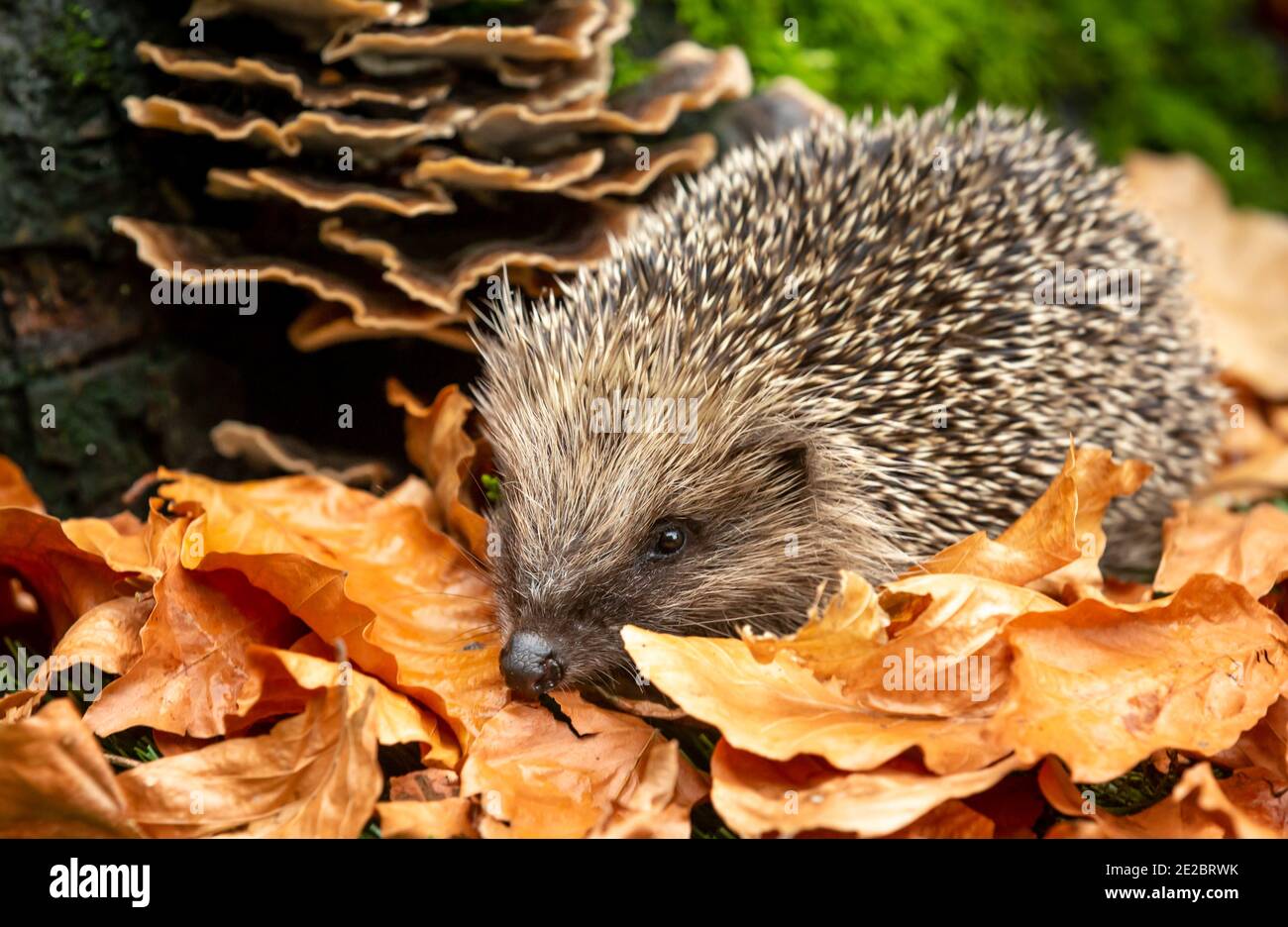 Hedgehog in autunno. Nome scientifico: Erinaceus Europaeus. Hedgehog selvatico, nativo, europeo che foraggia in foglie di rame dorato di faggio in boschi naturali Foto Stock