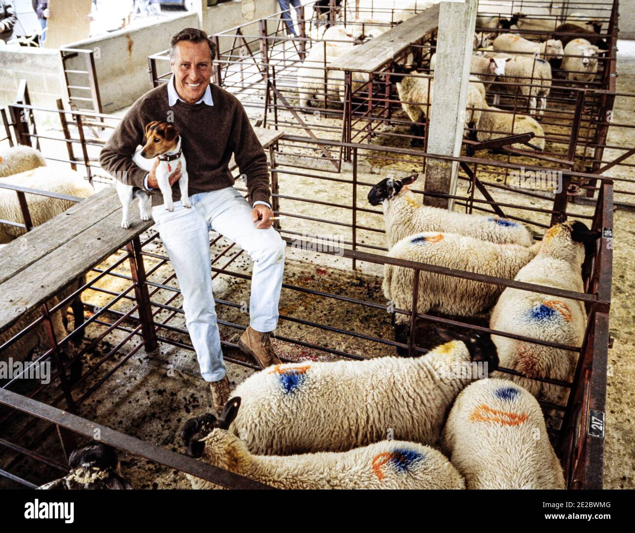 HERTFORD - INGHILTERRA 1986. Frederick McCarthy Forsyth (romanziere) in posa per la macchina fotografica durante la visita Hertford mercato delle pecore e del bestiame nel 1986. Foto di G Foto Stock