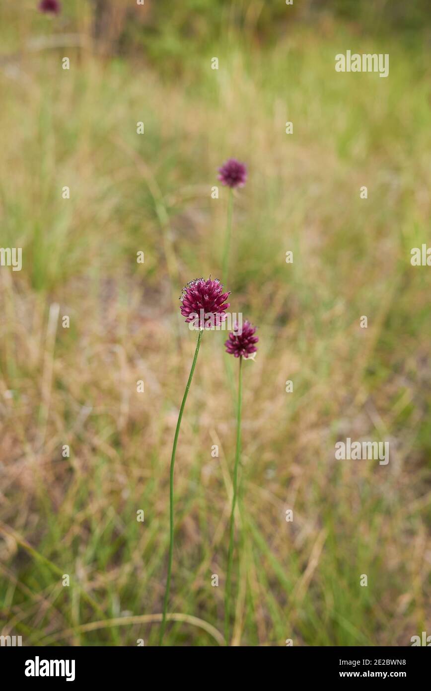Allium sphaerocephalon inflorescenza viola Foto Stock
