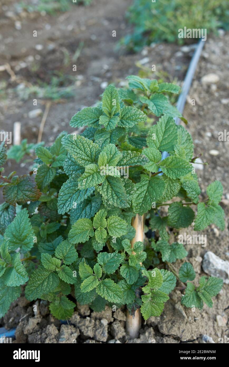 Melissa officinalis piante in un campo agricolo Foto Stock