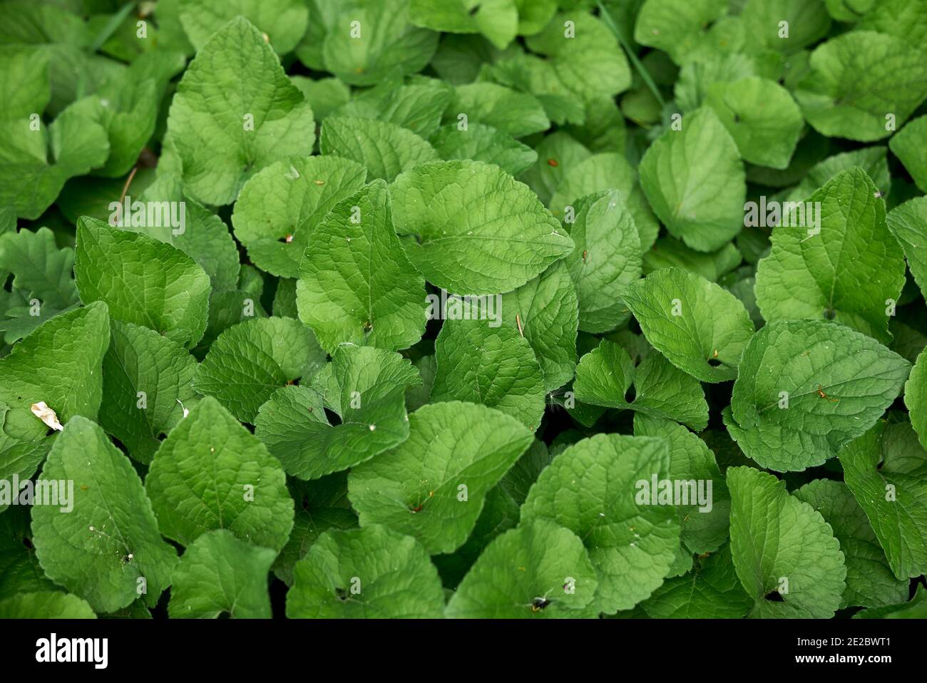 Viola odorata viola e fiori lilla Foto Stock