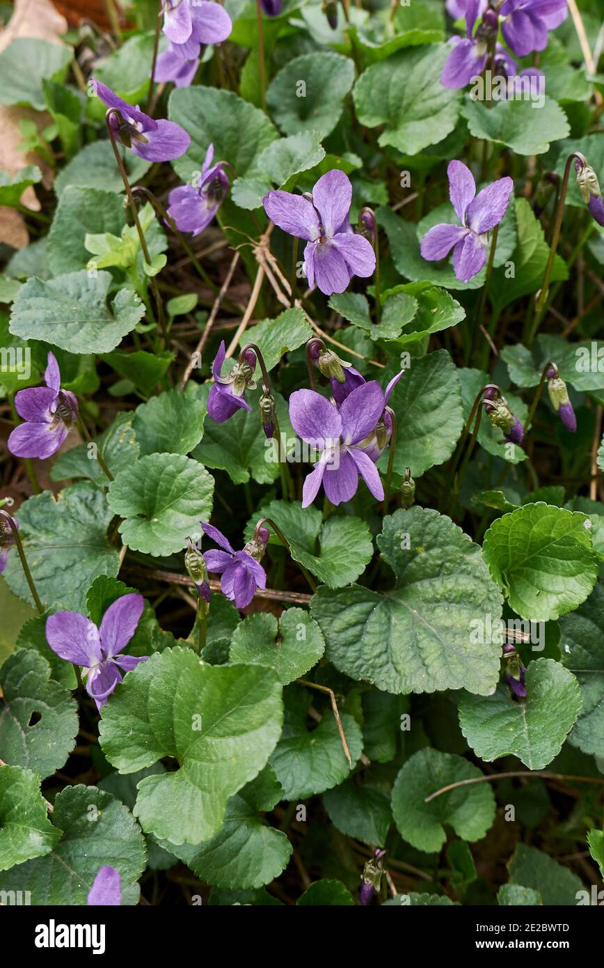 Viola odorata viola e fiori lilla Foto Stock