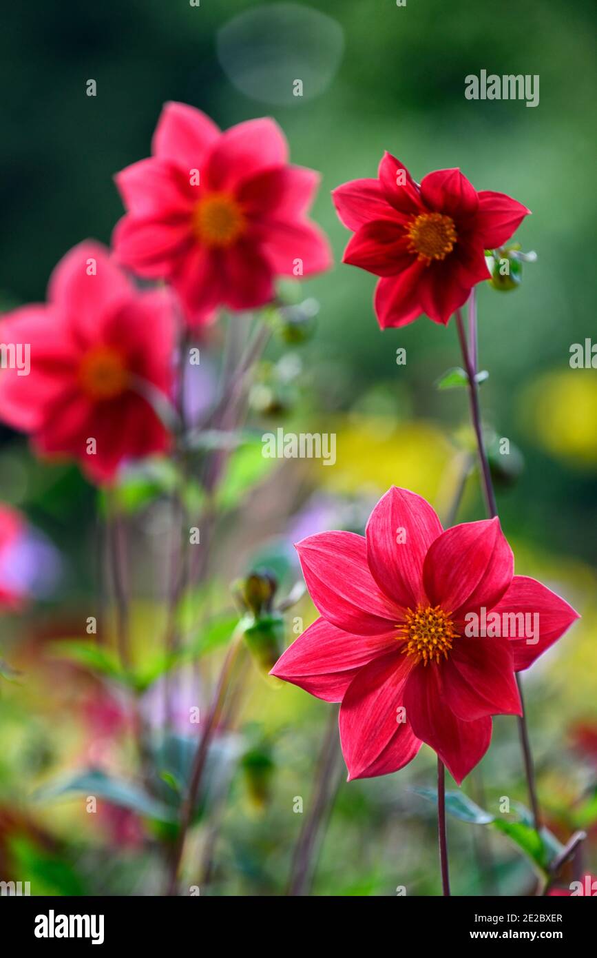 dahlia,dahlias peony,seedling,fiori rossi corallo,fiore rosso corallo,fioritura,RM floreale Foto Stock