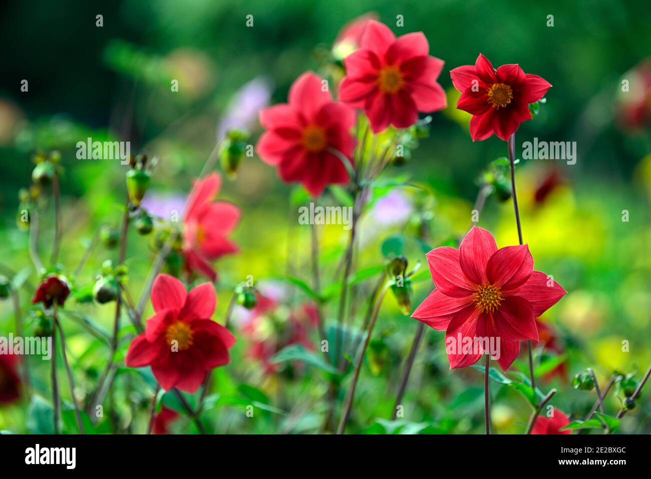 dahlia,dahlias peony,seedling,fiori rossi corallo,fiore rosso corallo,fioritura,RM floreale Foto Stock