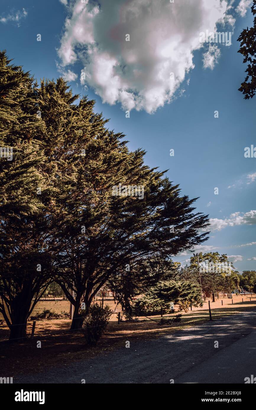 Immagine verticale di una strada asfaltata fiancheggiata da alberi una calda giornata di sole Foto Stock