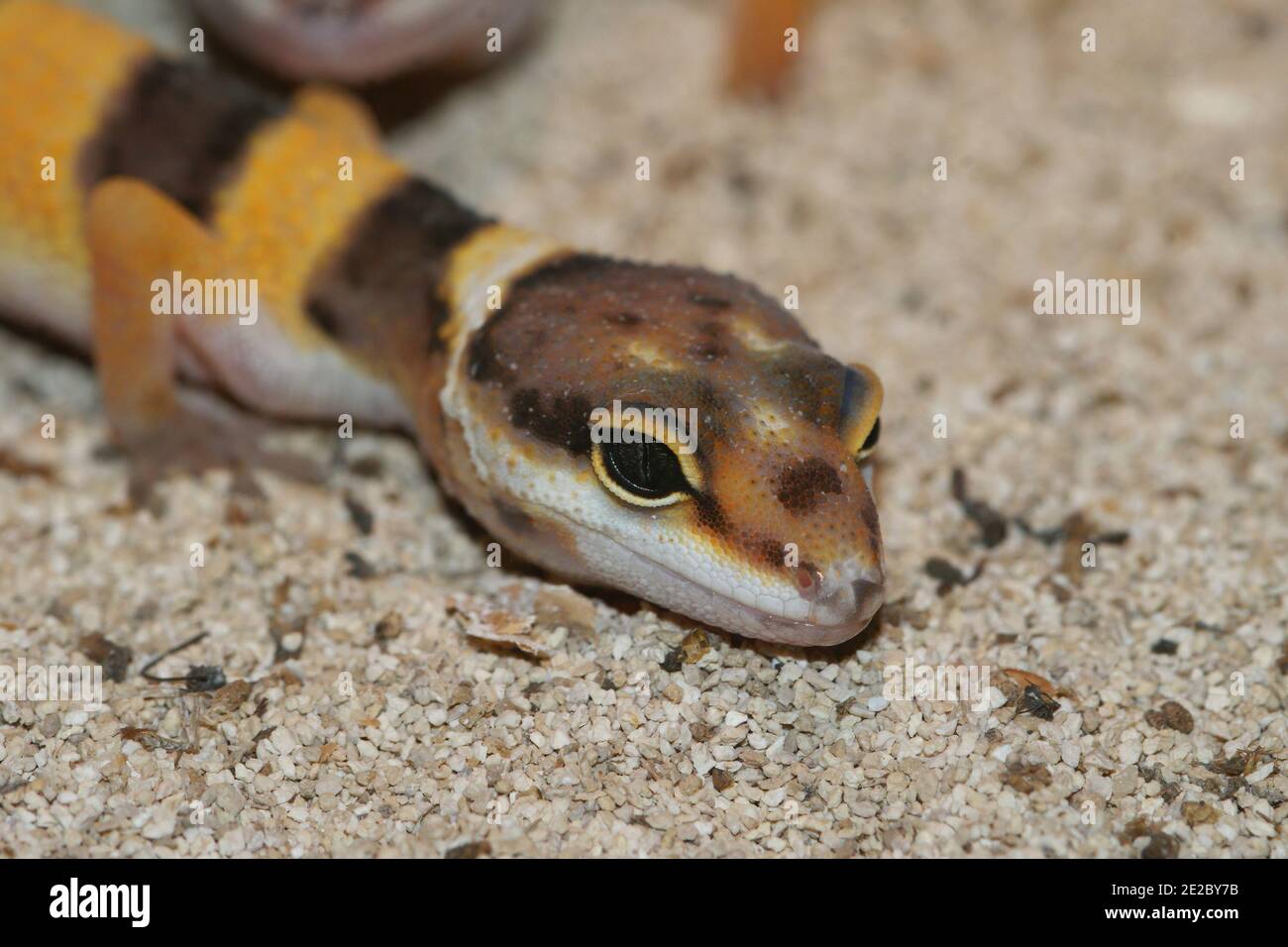 Un gecko leopardo comune a fasce gialle colorate, Eublepharis macularius in un terrario Foto Stock