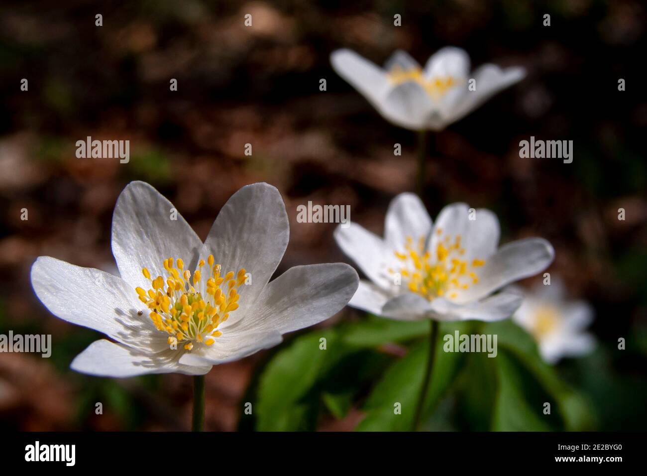Fiore di primavera Anemone nemorosa , pianta fiorente primaverile della famiglia delle farfalle Ranunculaceae, originaria dell'Europa. Altri nomi comuni di fiori di vento Foto Stock