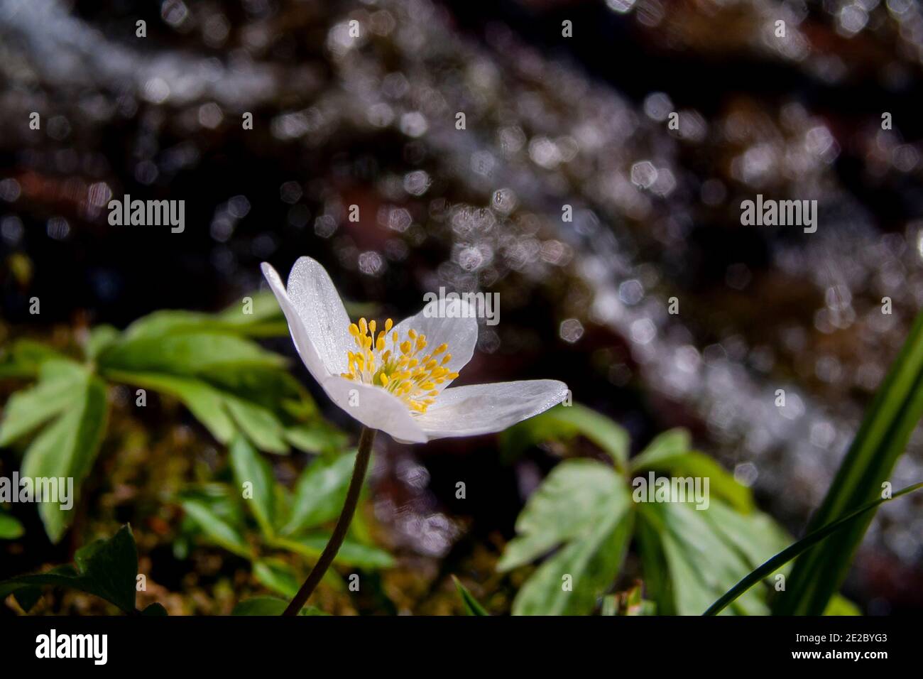 Fiore di primavera Anemone nemorosa , pianta fiorente primaverile della famiglia delle farfalle Ranunculaceae, originaria dell'Europa. Altri nomi comuni di fiori di vento Foto Stock