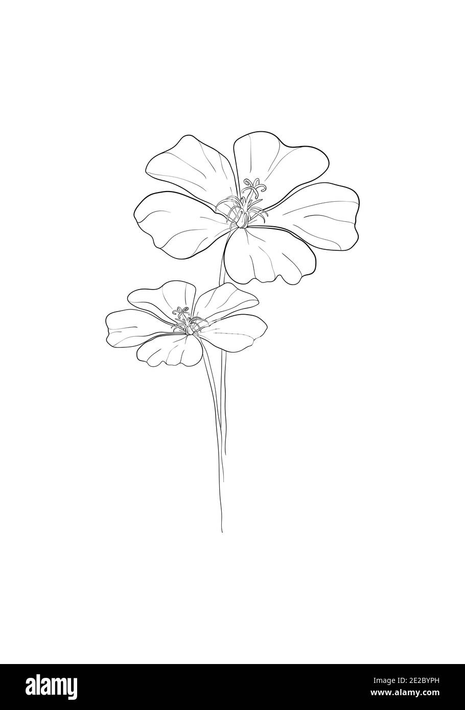 Linea art-Poppy fiore disegno minimalista contorno. Disegno a una linea, motivo floreale per disegnare arte lineare su sfondo bianco. Foto Stock