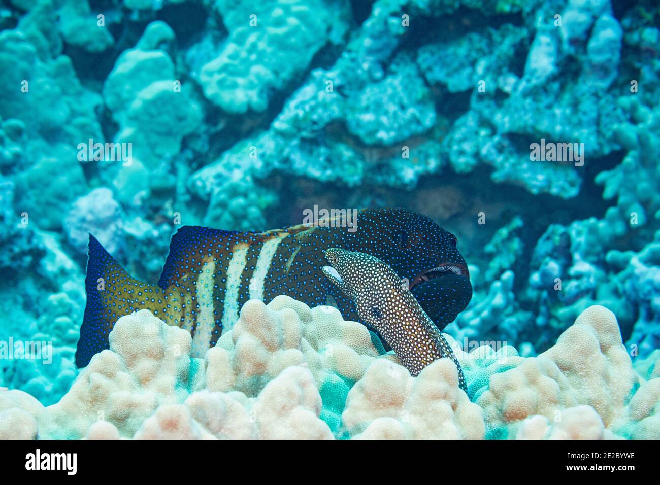 Coalizione Di Caccia Costituita Da Un Gruppo Di Pavone E Un Anguilla Morena Bianca Il Raggruppatore Incoraggia L Anguilla A Iniziare A Caccia Sfregando Contro Di Essa Foto Stock Alamy